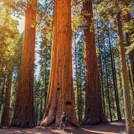 The Sequoia Hut! Villa ทรีริเวอร์ส ภายนอก รูปภาพ