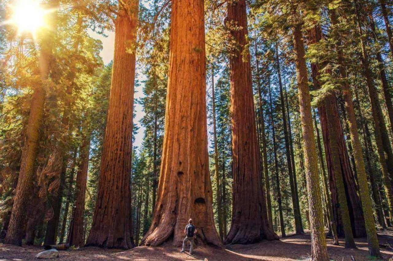 The Sequoia Hut! Villa ทรีริเวอร์ส ภายนอก รูปภาพ